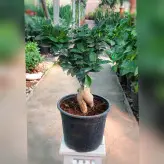 گل و گیاه آپارتمانی بنسای جنیسینگ پیوندی هلندی با ارتفاع حدود 40 سانتی متر