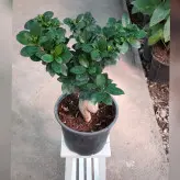 گل و گیاه آپارتمانی بنسای جنیسینگ پیوندی هلندی با ارتفاع حدود 40 سانتی متر