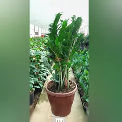 زاموفیلیا سبز غول پیکر با کیفیت درجه یک و ارسال رایگان