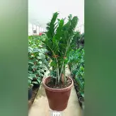 زاموفیلیا سبز غول پیکر با کیفیت درجه یک و ارسال رایگان