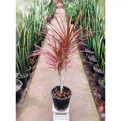 گیاه دراسنا پرچمی گیاه آپارتمانی زیبا و ماندگار با ارتفاع حدود 55 سانتی متر