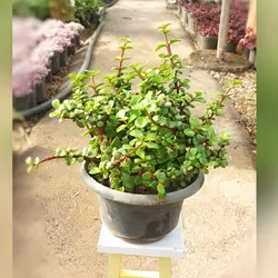 گیاه آپارتمانی کراسولا خرفه ای بسیار پر و با کیفیت مناسب تراس و بالکن