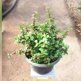 گیاه آپارتمانی کراسولا خرفه ای بسیار پر و با کیفیت مناسب تراس و بالکن