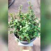 گیاه آپارتمانی کراسولا خرفه ای بسیار پر و با کیفیت مناسب تراس و بالکن