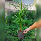 گیاه آپارتمانی نخل اریکا گیاهی مقاوم