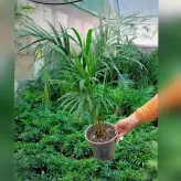 گیاه آپارتمانی نخل اریکا گیاهی مقاوم