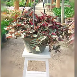 گیاه آپارتمانی برگ بیدی آویز مناسب برای بالکن و تراس