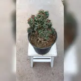 کاکتوس صخره ای آپارتمانی با ظاهری خاص
