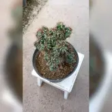 کاکتوس صخره ای آپارتمانی با ظاهری خاص