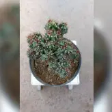 کاکتوس صخره ای آپارتمانی با ظاهری خاص