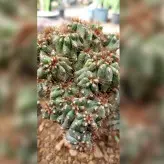 کاکتوس صخره ای آپارتمانی با ظاهری خاص
