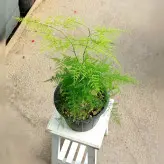 گیاه شویدی ( گردی ) گیاهی همیشه سبز و بسیار مقاوم