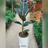 گیاه فیکوس بلک الستیکا با گلدان سرامیکی