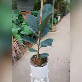 گیاه فیکوس بلک الستیکا با گلدان سرامیکی