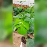 گیاه آپارتمانی برگ انجیری مونسترا