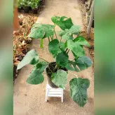 گیاه آپارتمانی برگ انجیری مونسترا