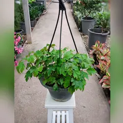 گیاه سیسوس رونده با کیفیت و بسیار مقاوم