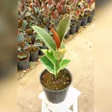 گیاه فیکوس ابلق نشایی با کیفیت و ریشه پر