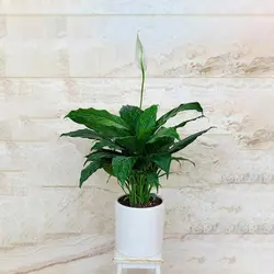 گیاه اسپاتی فیلوم گل صلح و آرامش همراه گلدان سرامیکی