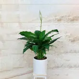 گیاه اسپاتی فیلوم گل صلح و آرامش همراه گلدان سرامیکی