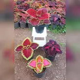 حسن یوسف برگ پهن پک 4 عددی