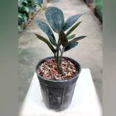 زاموفیلیا ( زامیفولیا ) بلک سایز نشایی