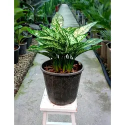 گیاه آگلونما سفید برفی پر غلاف و با کیفیت با ارتفاع 35 سانتی متر