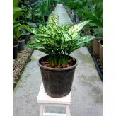 گیاه آگلونما سفید برفی پر غلاف و با کیفیت با ارتفاع 35 سانتی متر