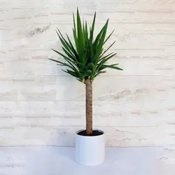 یوکا تنه دار گیاه آپارتمانی مقاوم و دکوراتیو به همراه گلدان پلیمری