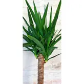 یوکا تنه دار گیاه آپارتمانی مقاوم و دکوراتیو به همراه گلدان پلیمری