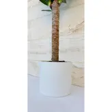 یوکا تنه دار گیاه آپارتمانی مقاوم و دکوراتیو به همراه گلدان پلیمری