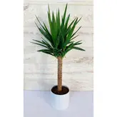 یوکا تنه دار گیاه آپارتمانی مقاوم و دکوراتیو به همراه گلدان پلیمری