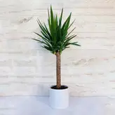 یوکا تنه دار گیاه آپارتمانی مقاوم و دکوراتیو به همراه گلدان پلیمری