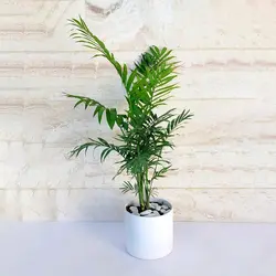 نخل شامادورا گیاه آپارتمانی مقاوم و دکوراتیو با گلدان سرامیکی