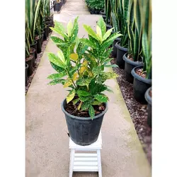 گیاه کروتون آکوبا گیاه آپارتمانی زیبا و مقاوم با ارتفاع حدود 40 سانتی متر