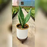 گیاه سانسوریا امریکن با کیفیت به همراه گلدان آلومینیومی