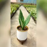 گیاه سانسوریا امریکن با کیفیت به همراه گلدان آلومینیومی