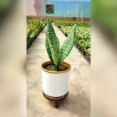 گیاه سانسوریا امریکن با کیفیت به همراه گلدان آلومینیومی
