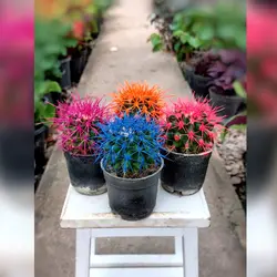 پک 4 عددی کاکتوس اچینو رنگی