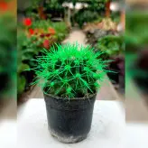 پک 4 عددی کاکتوس اچینو رنگی