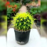 پک 4 عددی کاکتوس اچینو رنگی