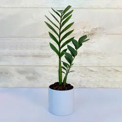 زاموفیلیا سبز گیاه آپارتمانی مقاوم و خاص با گلدان پلیمری