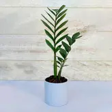 زاموفیلیا سبز گیاه آپارتمانی مقاوم و خاص با گلدان پلیمری