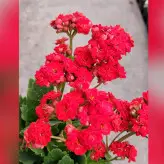 گیاه آپارتمانی کالانکوئه پر گل با کیفیت