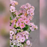 گیاه آپارتمانی کالانکوئه پر گل با کیفیت