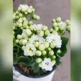 گیاه آپارتمانی کالانکوئه پر گل با کیفیت