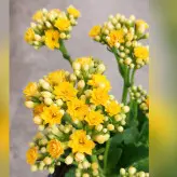 گیاه آپارتمانی کالانکوئه پر گل با کیفیت