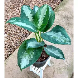 گیاه آگلونما حبابی گیاه آپارتمانی زیبا و مقاوم با ارتفاع حدود 50 سانتی متر