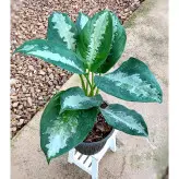 گیاه آگلونما حبابی گیاه آپارتمانی زیبا و مقاوم با ارتفاع حدود 50 سانتی متر