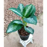 گیاه آگلونما حبابی گیاه آپارتمانی زیبا و مقاوم با ارتفاع حدود 50 سانتی متر